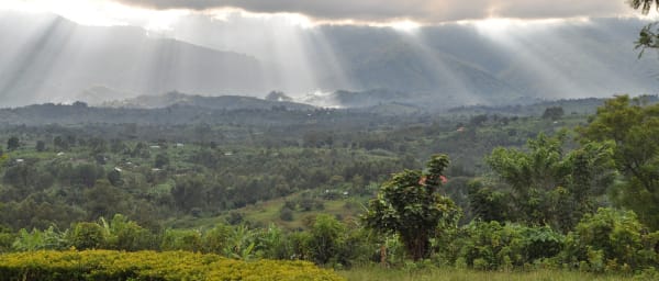 7-Day Uganda Safari with Chimpanzee Tracking and Gorilla Trekking