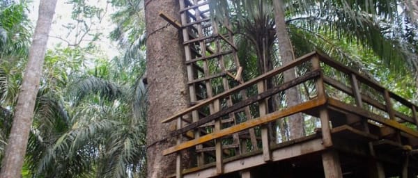 7-Hour Lagos Art, Nature and Beach Tour with Canopy Bridge