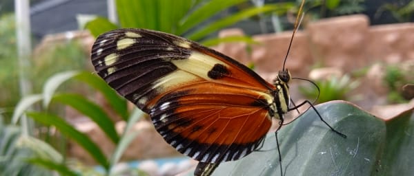 9-Hour Mindo Nature Tour from Quito with Butterflies and Chocolate