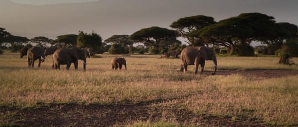 1-Day Amboseli National Park Safari from Nairobi with Kilimanjaro