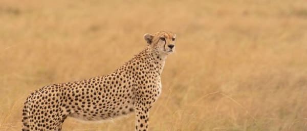 6-Day Kenya Wildlife Safari through Ol Pejeta, Lake Nakuru and Masai Mara