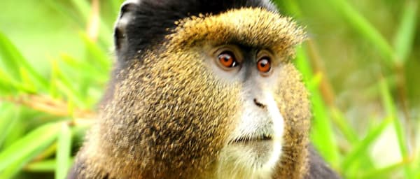 2-Day Rwanda Golden Monkey Trek with Lake Kivu and Kigali Memorial