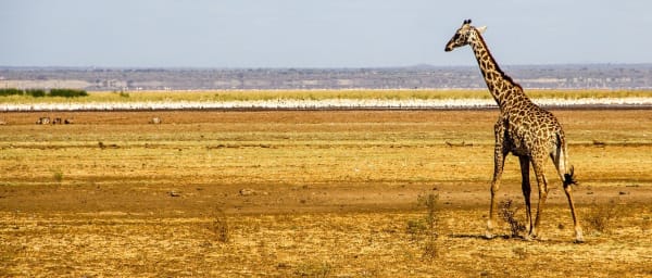 5-Day Wildlife Safari in Tanzania with Serengeti and Ngorongoro