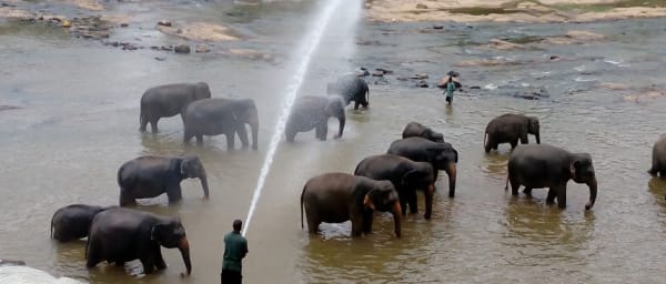 7-Day Sri Lanka Sightseeing Tour with Yala Safari and Tea Country