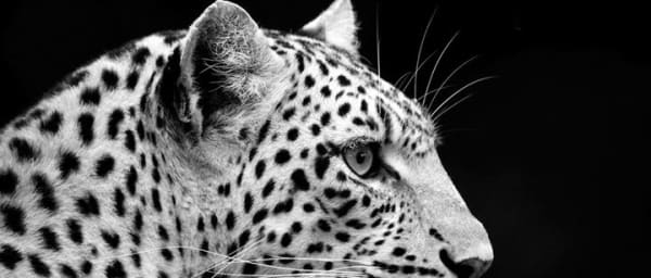 5-Day Serengeti, Lake Manyara and Ngorongoro Wildlife Safari