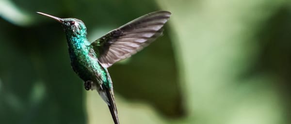 8-Hour Birdwatching Tour from San Pedro Sula with Chocolate Making