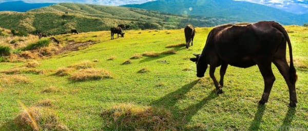 5-Hour Yangmingshan Hike in Taipei with Volcanic Landscapes