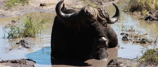 4-Day Botswana Safari Adventure in Moremi Game Reserve from Maun