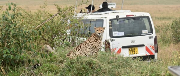 3-Day Maasai Mara Group Safari from Nairobi with Big Five Game Drives