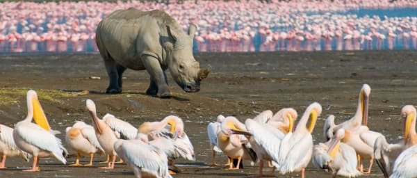 6-Day Kenya Wildlife Safari through Amboseli, Lake Nakuru and Masai Mara