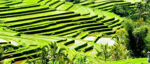 Full-Day Bali Heritage Tour with Jatiluwih and Tanah Lot Sunset