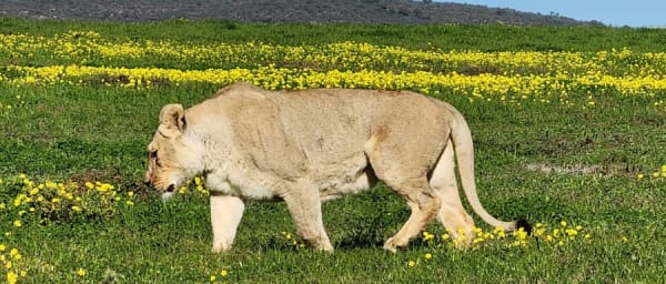 1-Day Big Five Safari from Cape Town with Open Vehicle Game Drive