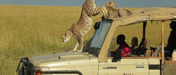 3-Day Masai Mara Safari from Nairobi with Big 5 Game Drives
