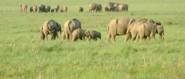 4-Day Nainital and Corbett Safari Tour from Delhi or Dehradun