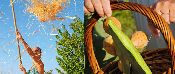 4-Hour Rural Farm Experience in Rethimnon with Cretan Lunch