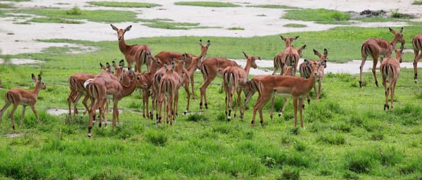 9-Day Kenya and Tanzania Safari with Masai Mara and Serengeti