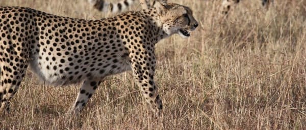 1-Day Safari Tour from Cape Town through Ceres with 4X4 Game Drive