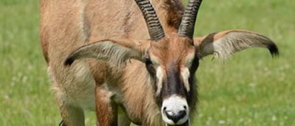2-Day Ruma National Park Safari from Kisumu with Kit Mikayi