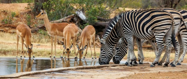 3-Day Kruger National Park Safari from Johannesburg with Big Five