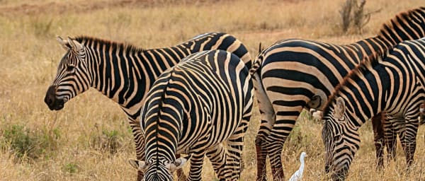 5-Day Amboseli and Tsavo West Wildlife Safari with Mt. Kilimanjaro
