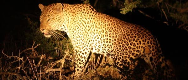 Full-Day Cape Town Wildlife Safari to Ceres with Open-Air Game Drive