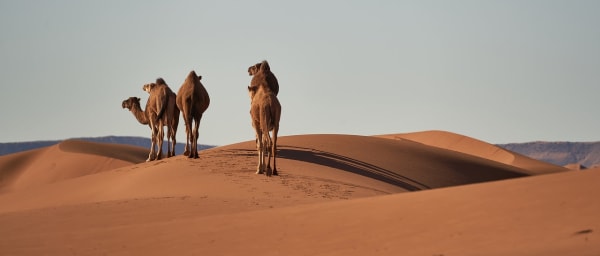 4-Day Sahara Desert Adventure from Fes to Marrakech via Ait Benhaddou