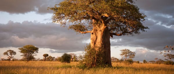 3-Day Tanzania Camping Safari through Tarangire and Serengeti