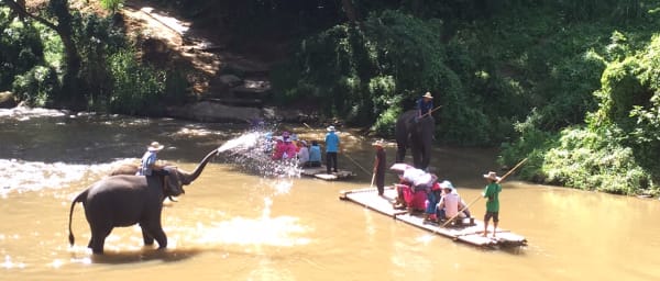 8-Hour Mae Taman Elephant Camp Tour with Tiger Kingdom Visit