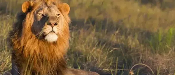 7-Day Namibia Desert, Coast and Etosha Safari with Sossusvlei