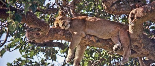 3-Day Queen Elizabeth National Park Safari with Chimps and Lions