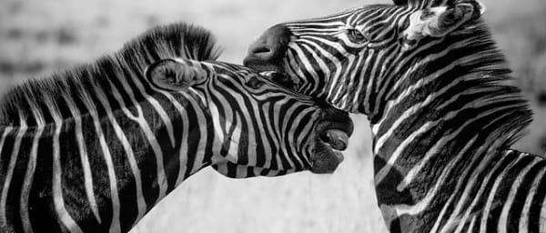 6-Day Great Migration Safari in Serengeti and Ngorongoro Crater