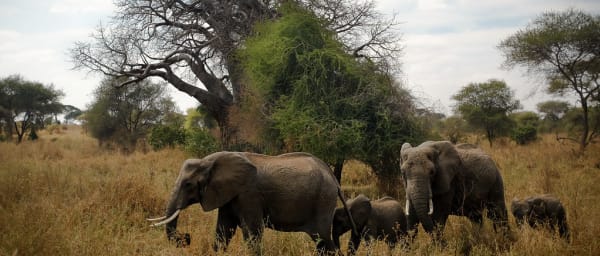 4-Day Serengeti, Ngorongoro and Tarangire Safari from Arusha