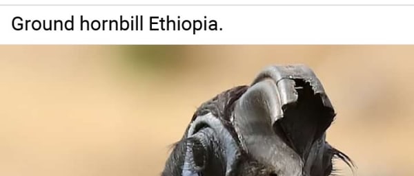 12-Day Ethiopia Birding Tour with Bale, Awash and Rift Valley Lakes