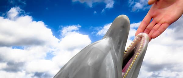 1-Day Dolphin House Snorkelling Trip from Hurghada with 3 Stops