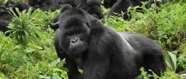 4-Day Gorilla Trekking Tour in Rwanda with Lake Kivu and Kigali