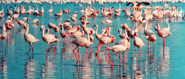 4-Day Masai Mara and Lake Nakuru Safari with Lake Naivasha Boat Ride