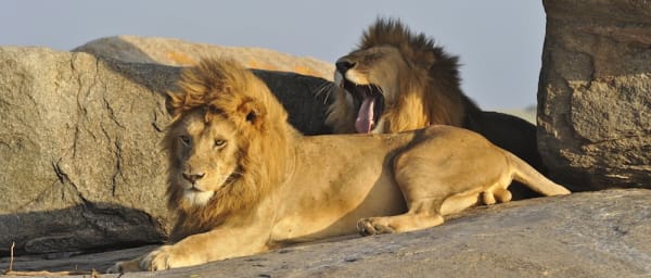6-Day Tanzania Safari in Serengeti and Ngorongoro Crater