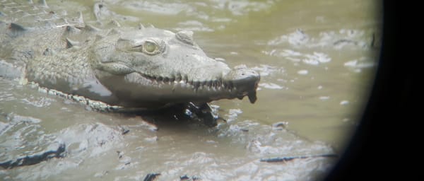 5-Hour Birdwatching Tour in Palo Verde National Park by Boat