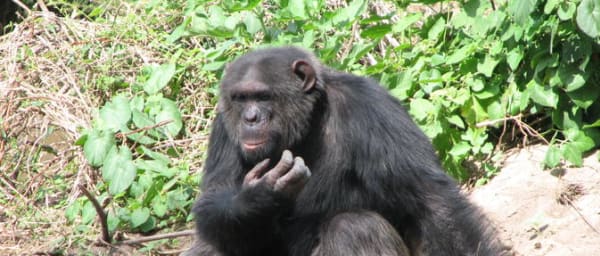 1-Day Chimp Sanctuary and Sweetwaters Safari from Nairobi