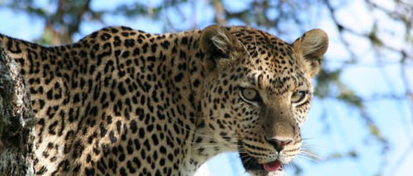 5-Day Tanzania Wildlife Safari through Tarangire, Serengeti and Ngorongoro