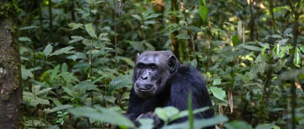 3-Day Gorilla Trekking Safari in Bwindi from Kampala