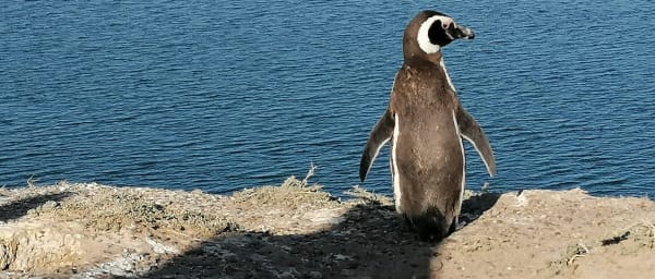 8-Hour Peninsula Valdés Wildlife Tour with Whale Watching Option