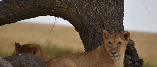 3-Day Tanzania Wildlife Safari to Tarangire, Manyara and Ngorongoro