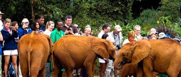 1-Day Nairobi Wildlife Tour with Elephant Orphanage and Giraffe Centre