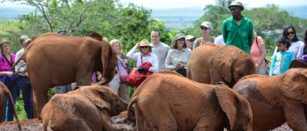6-Hour Nairobi Wildlife Tour with Elephant Orphanage and Giraffe Center
