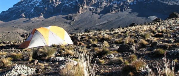 1-Day Kilimanjaro Hike to Mandara Hut from Moshi or Arusha