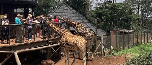3-Day Nairobi Wildlife Tour with Giraffe Centre and Carnivore Lunch