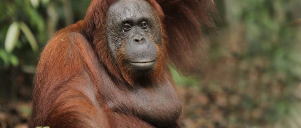 3-Day Orangutan Boat Tour in Kumai with Klotok Stay