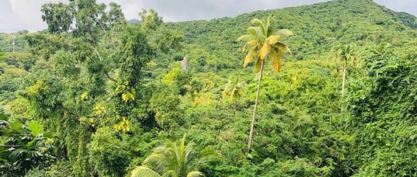 4-Hour Rainforest Walking Tour in St. Kitts with Romney Manor