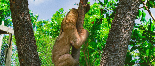 4-Hour Roatán Wildlife and Snorkelling Tour with Sloth Sanctuary